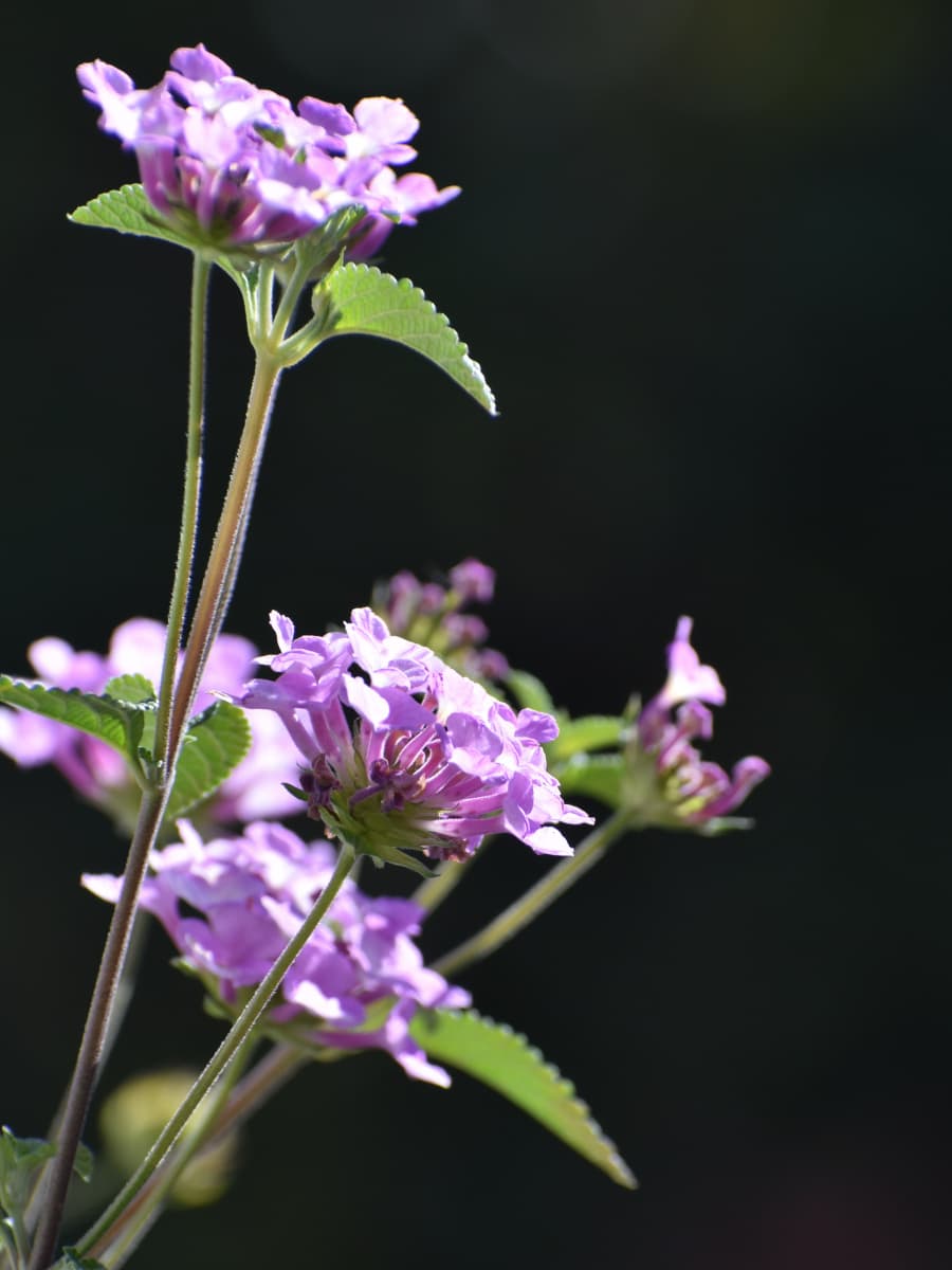 コバノランタナの数輪の花20211106-3