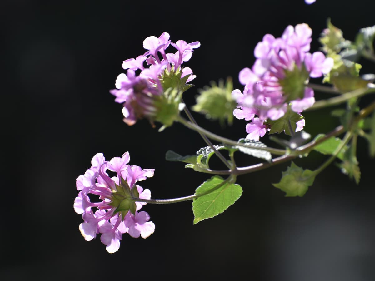 コバノランタナの数輪の花20211111