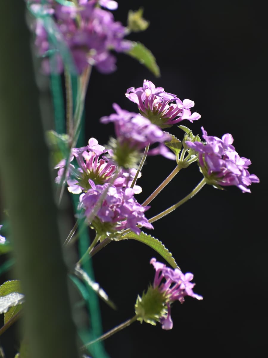 コバノランタナの数輪の花20211112-1