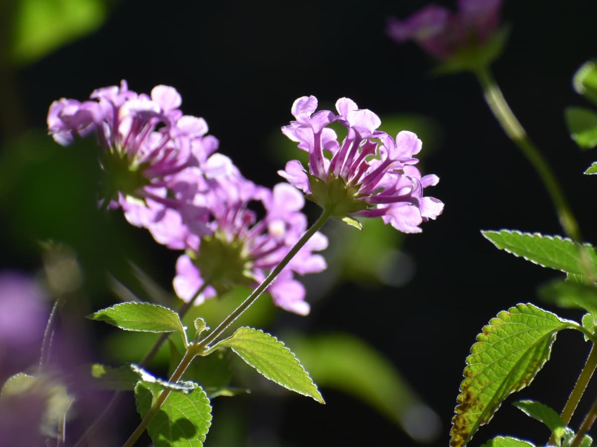 コバノランタナの数輪の花20211112-2