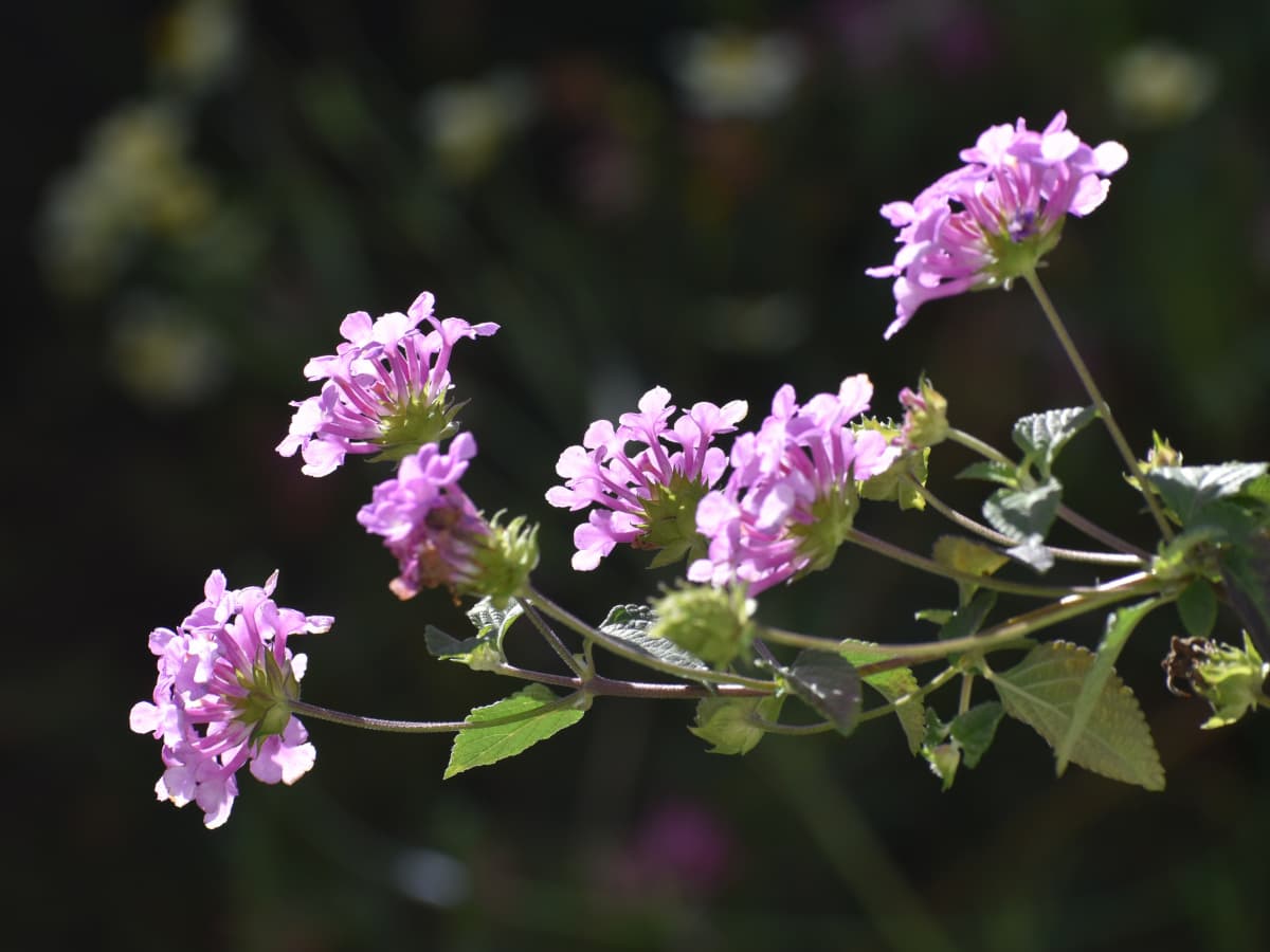 コバノランタナの数輪の花20211112-3