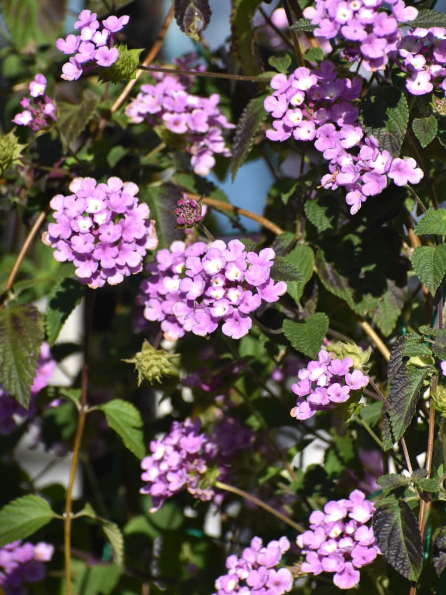 コバノランタナの群花20211130-2