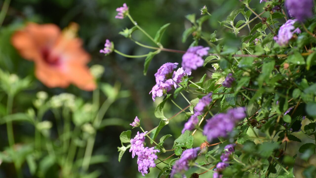 コバノランタナとハイビスカス20220918