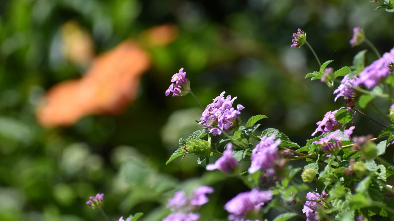 コバノランタナとハイビスカス20220928