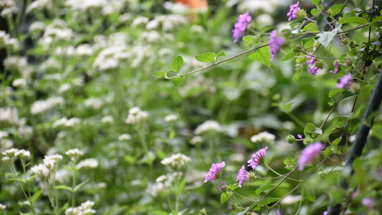 コバノランタナと藤袴20221012