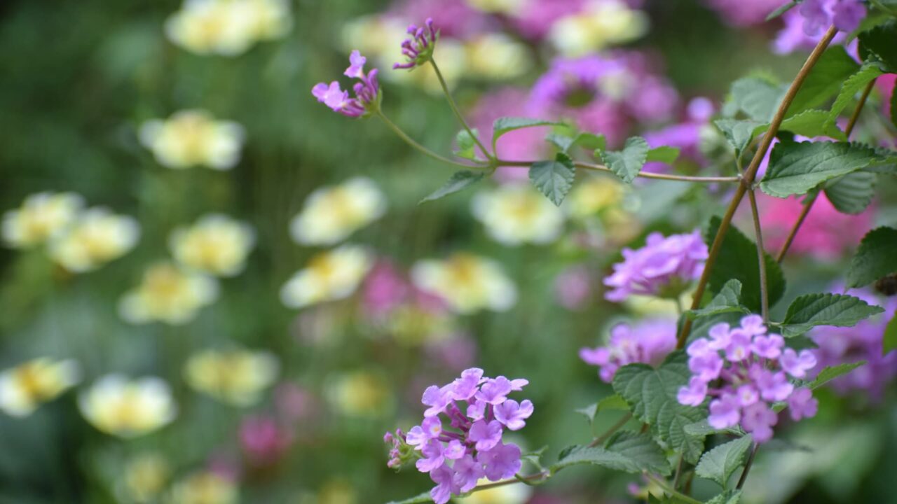 コバノランタナとウインターコスモス20221026