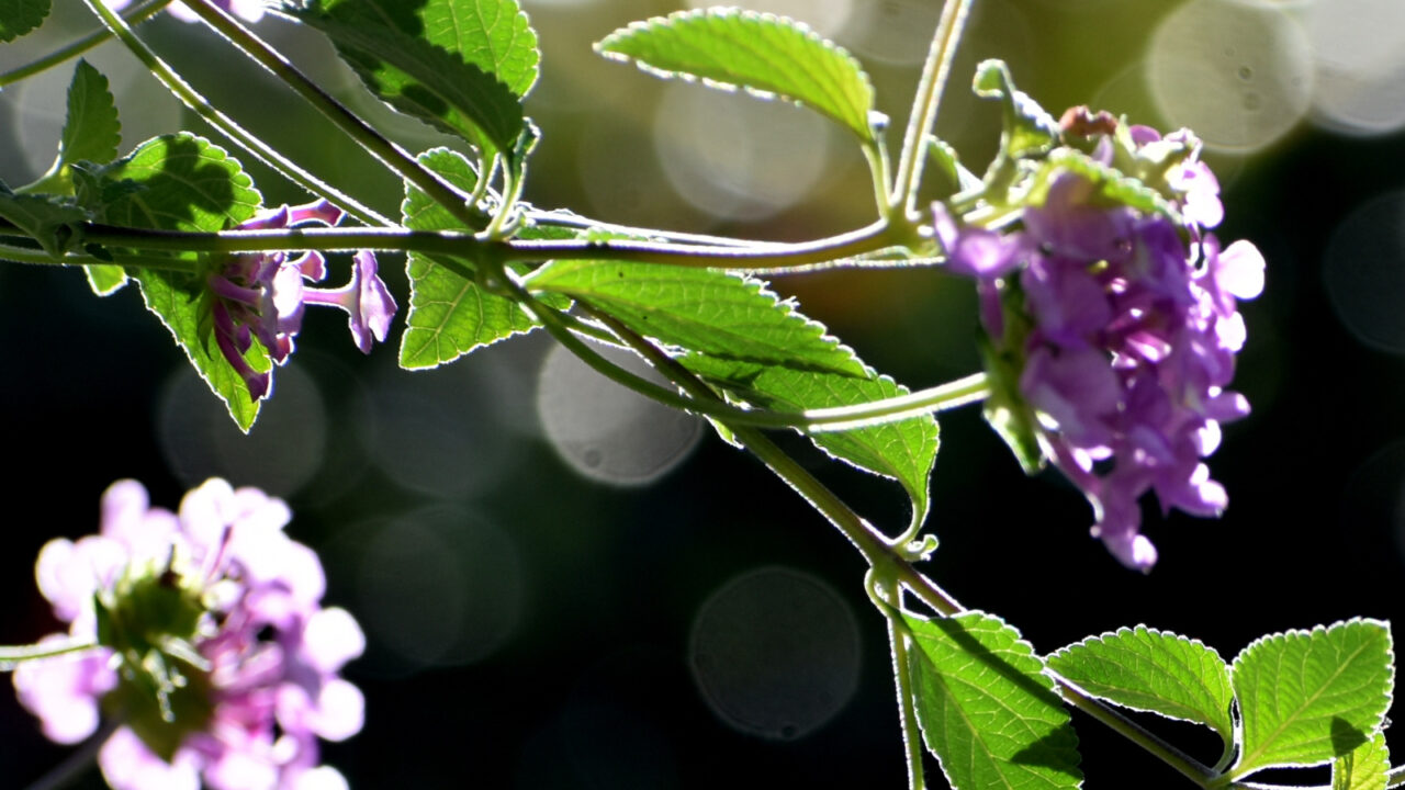 コバノランタナとオーブ202210