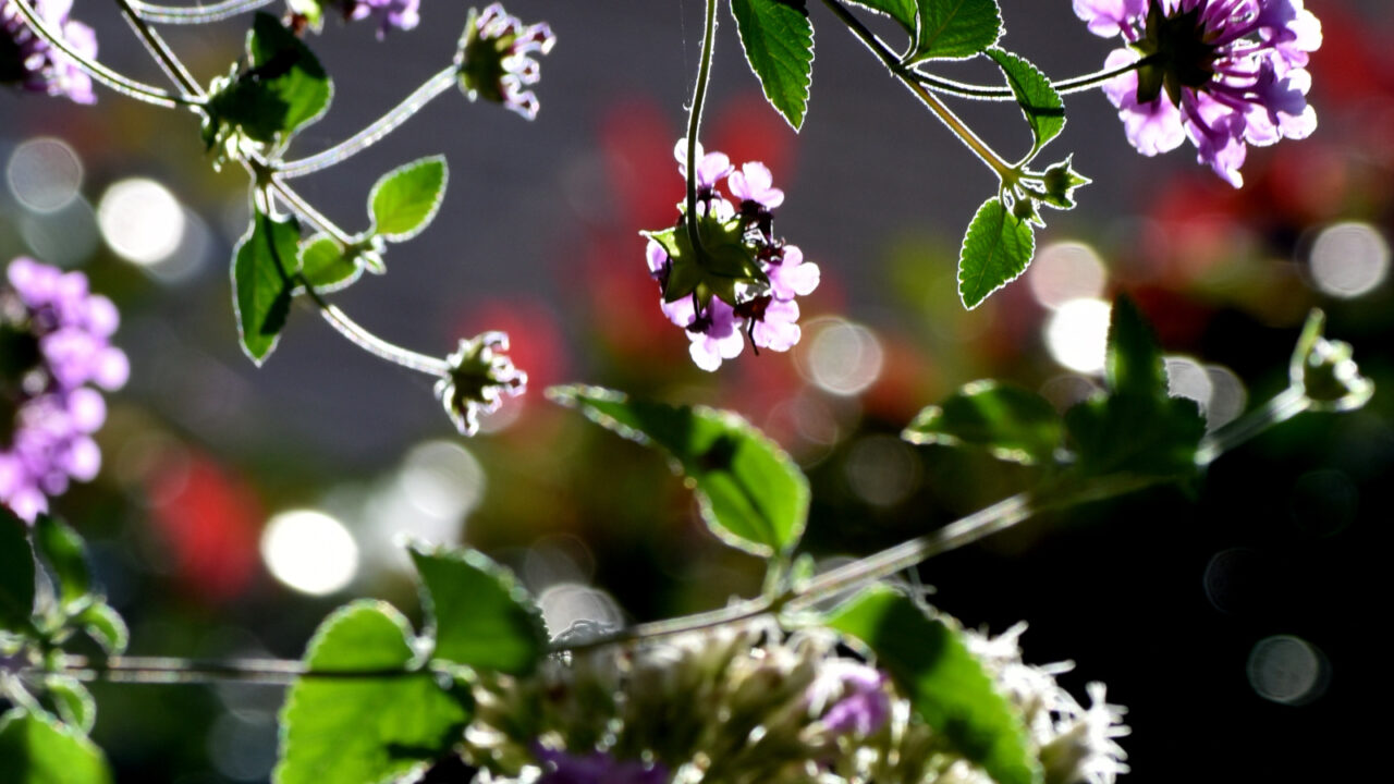 コバノランタナとオーブ202211