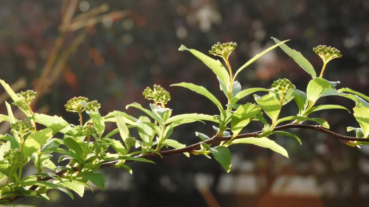 こでまり蕾立ち上がる20180329-1