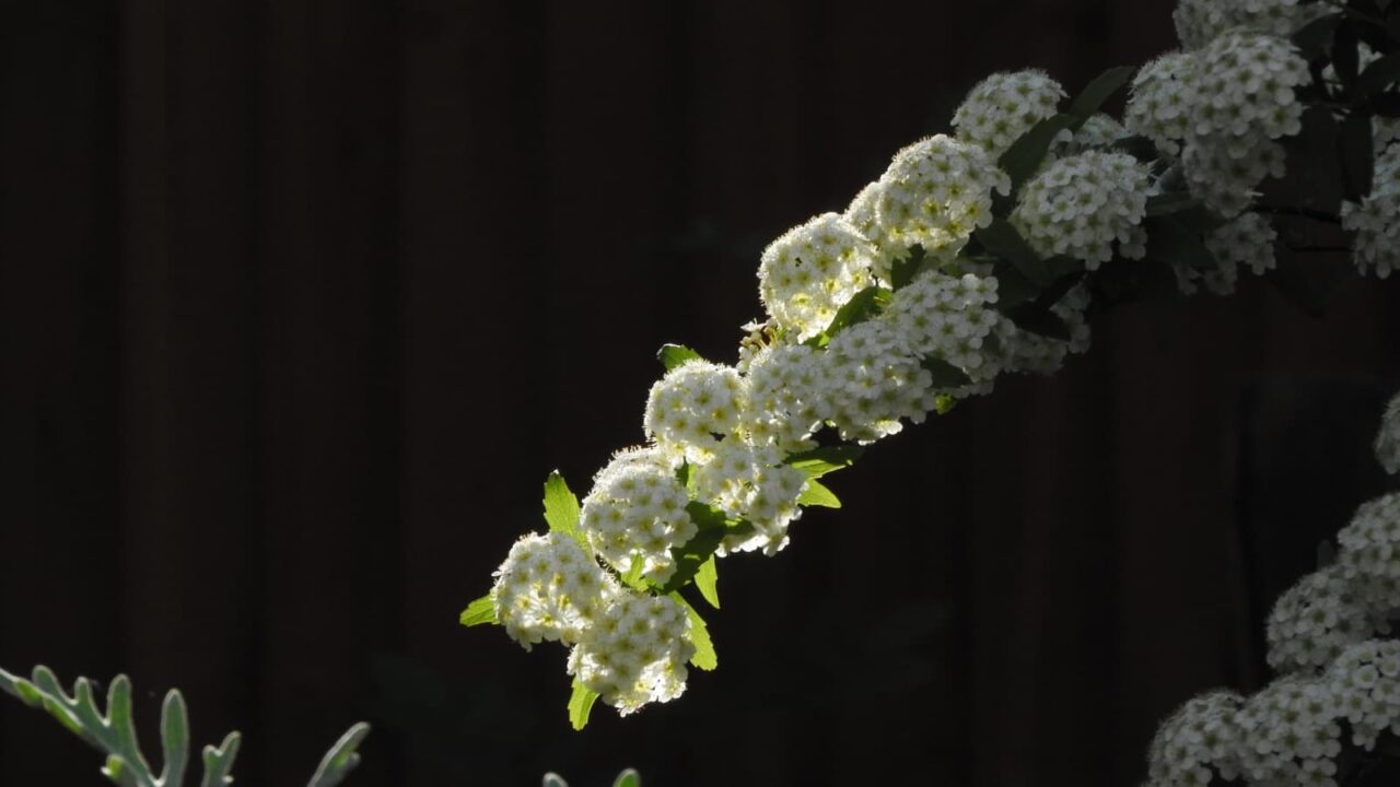 透過光のこでまりの花201804-1