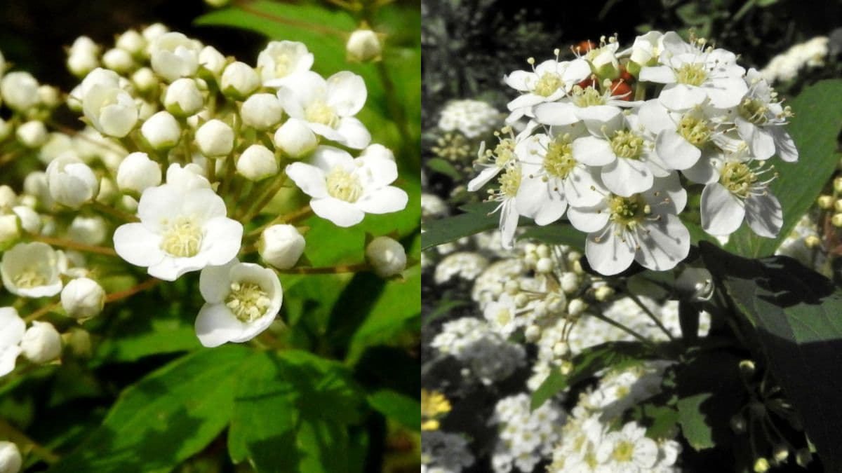 こでまりの花芯の変化201804（キャッチ画像）