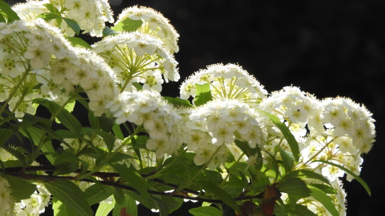 透過光のこでまりの花201804-3