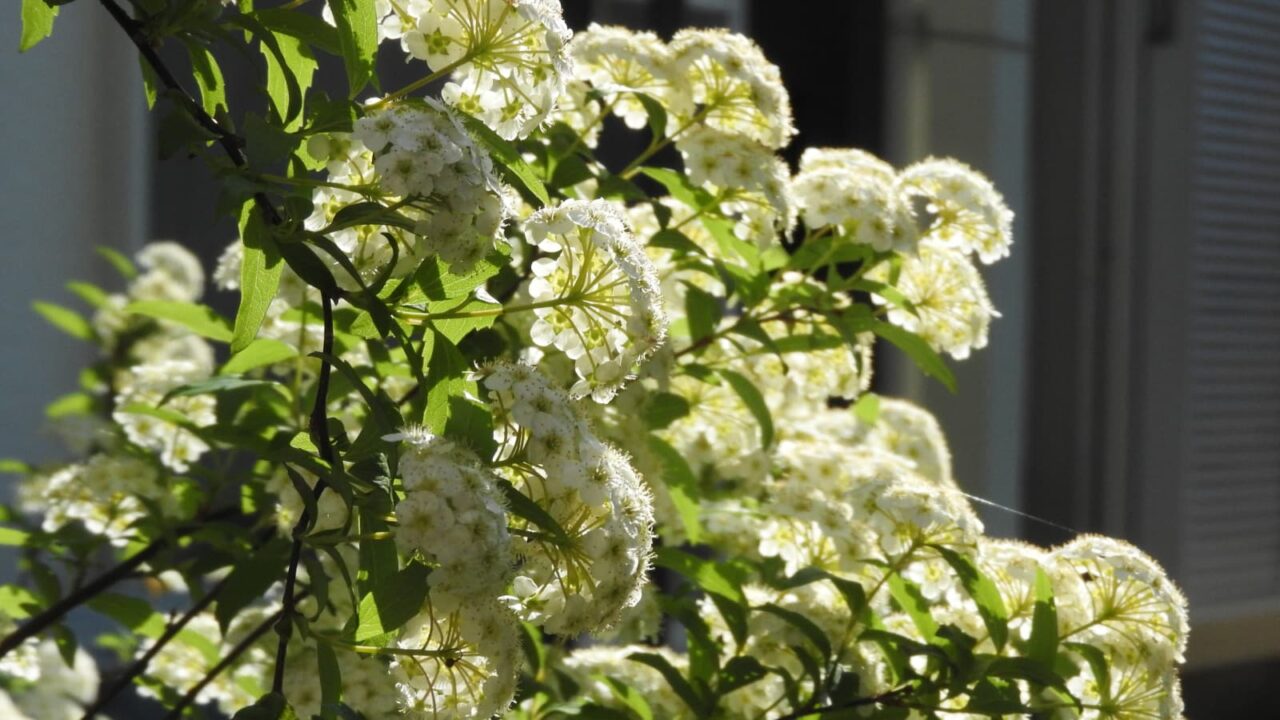 透過光のこでまりの花201804-4