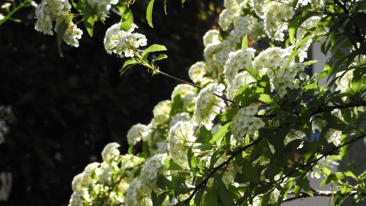 透過光のこでまりの花201804-5