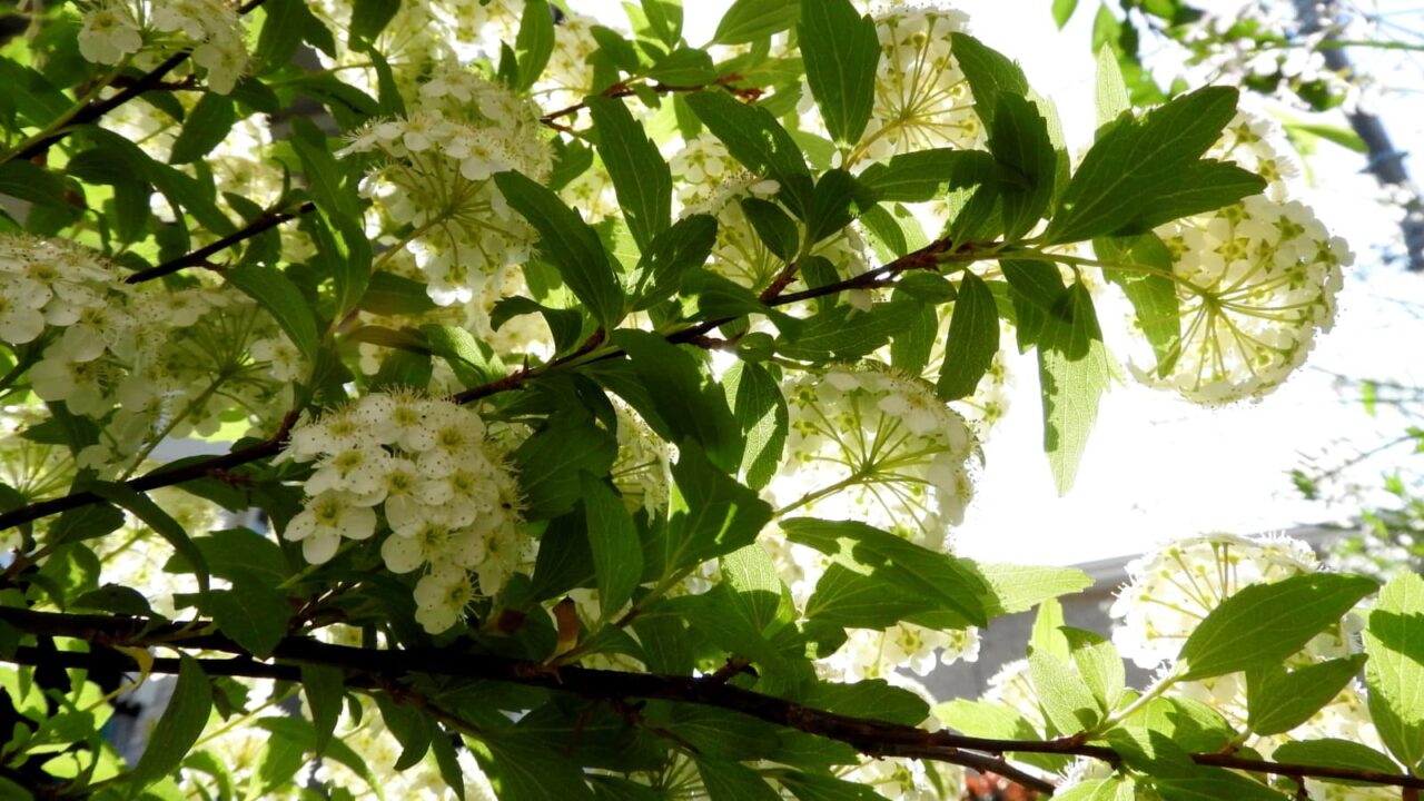 透過光のこでまりの花201804-6