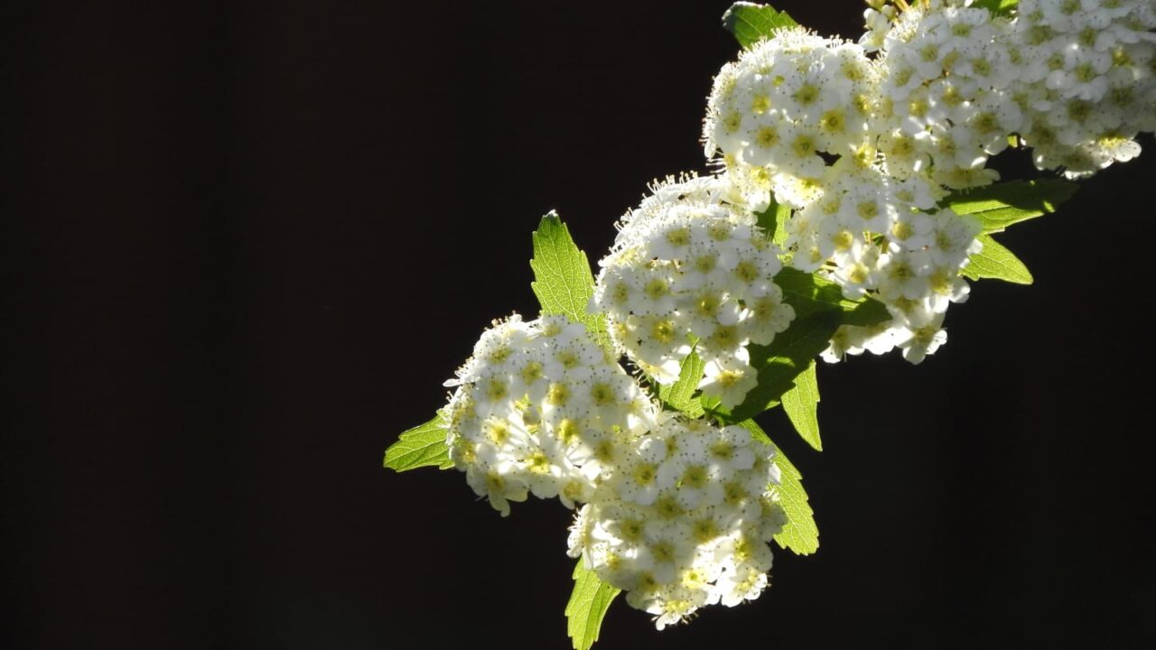 透過光のこでまりの花201804-7
