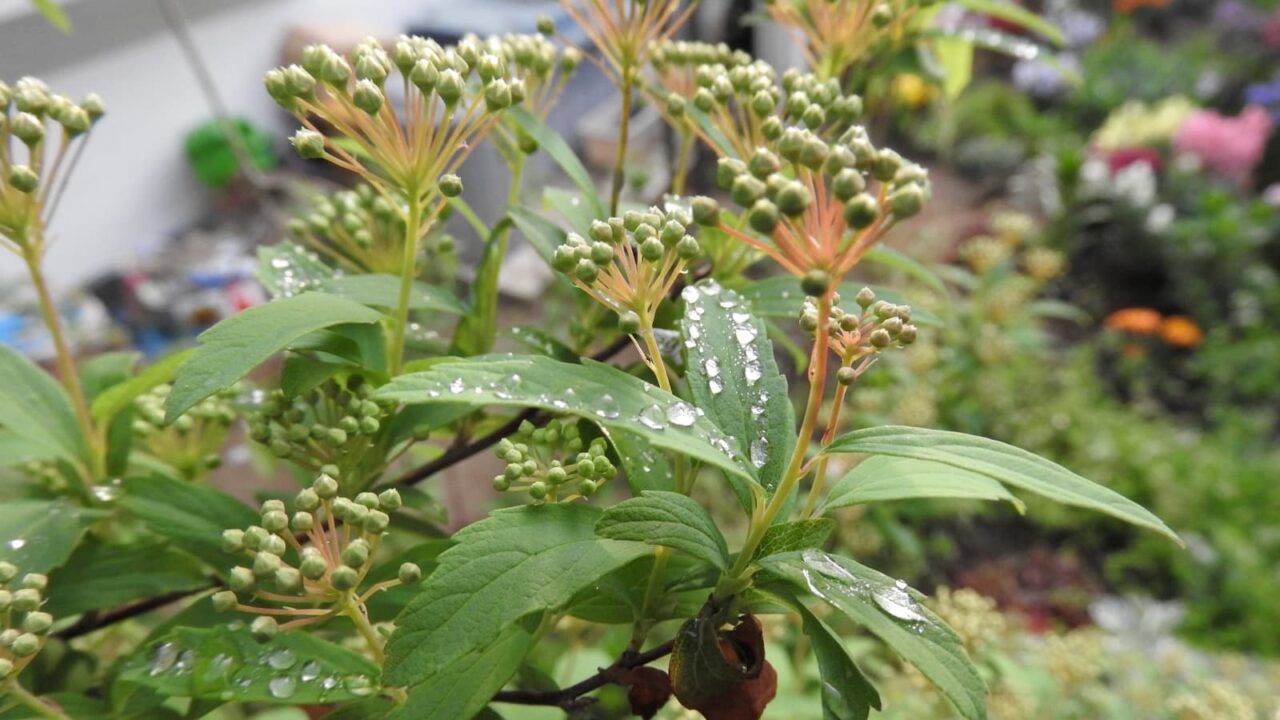 こでまり蕾出揃う20180406-1