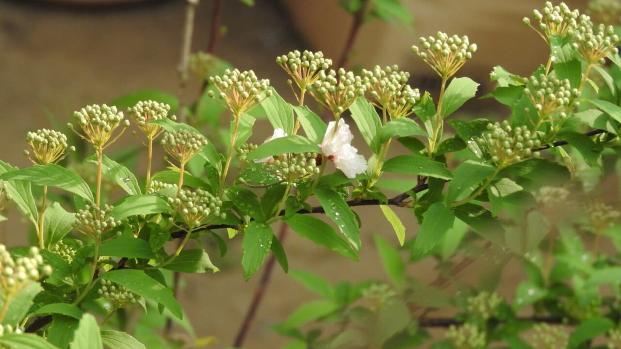 こでまり蕾出揃う20180406-3