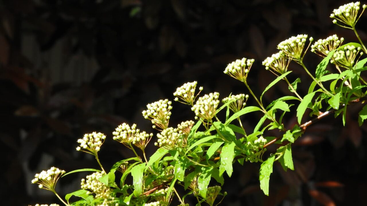 こでまり蕾（開花直前）20180410-1