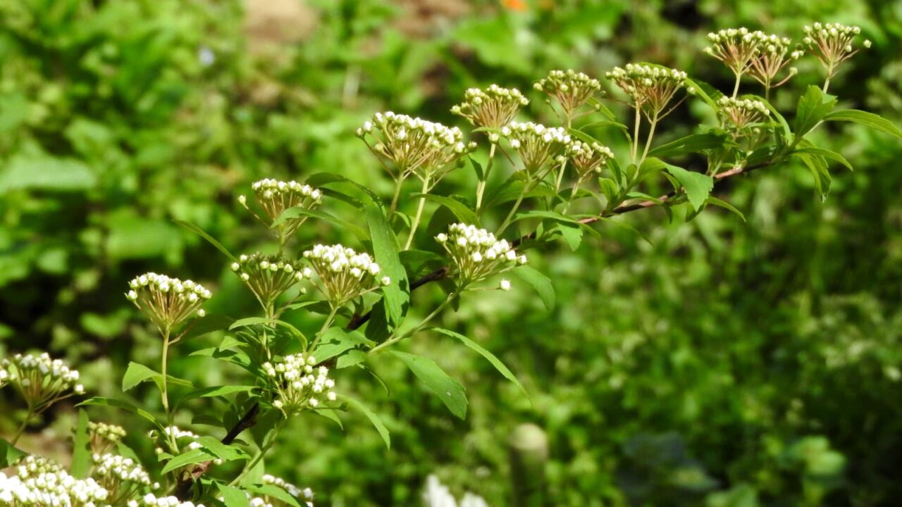 こでまり開花し始める20180412-4
