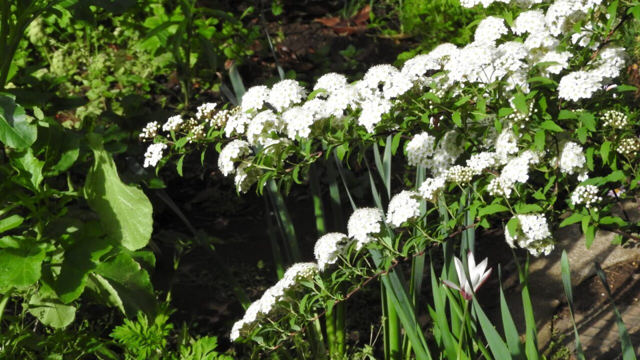 真っ直ぐに伸びたこでまりの花枝2018041６-1