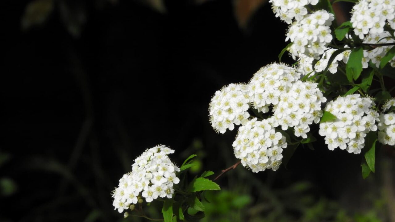 ポンポン弾むこでまりの花2018041６-2