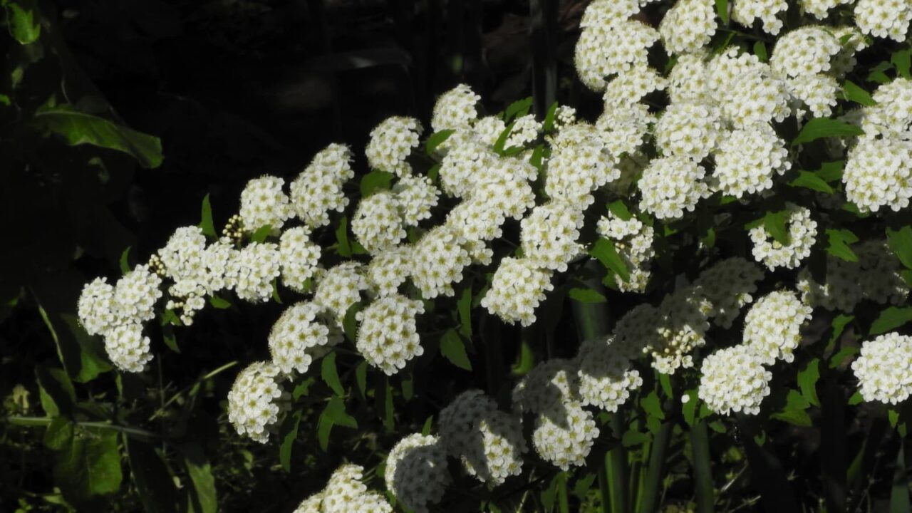 こでまり花沢山枝20180419-2