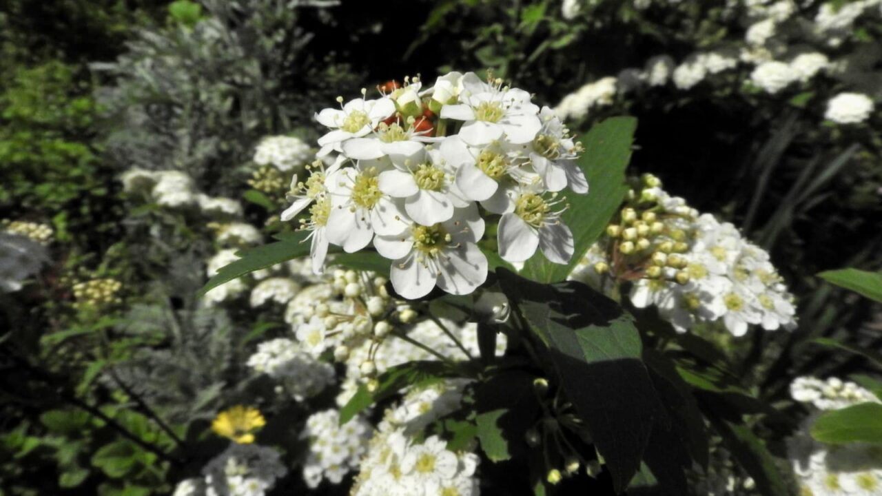 熟したこでまりの花芯20180419