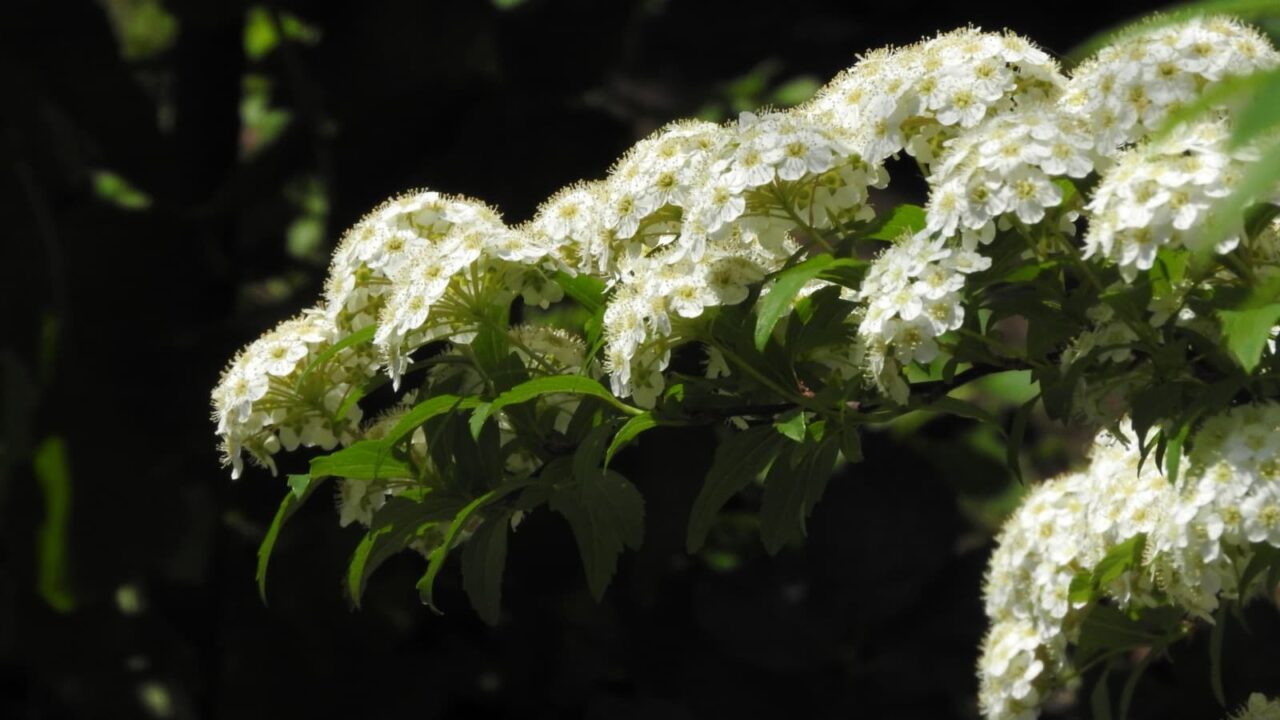 雄蕊立つこでまりの花20180420