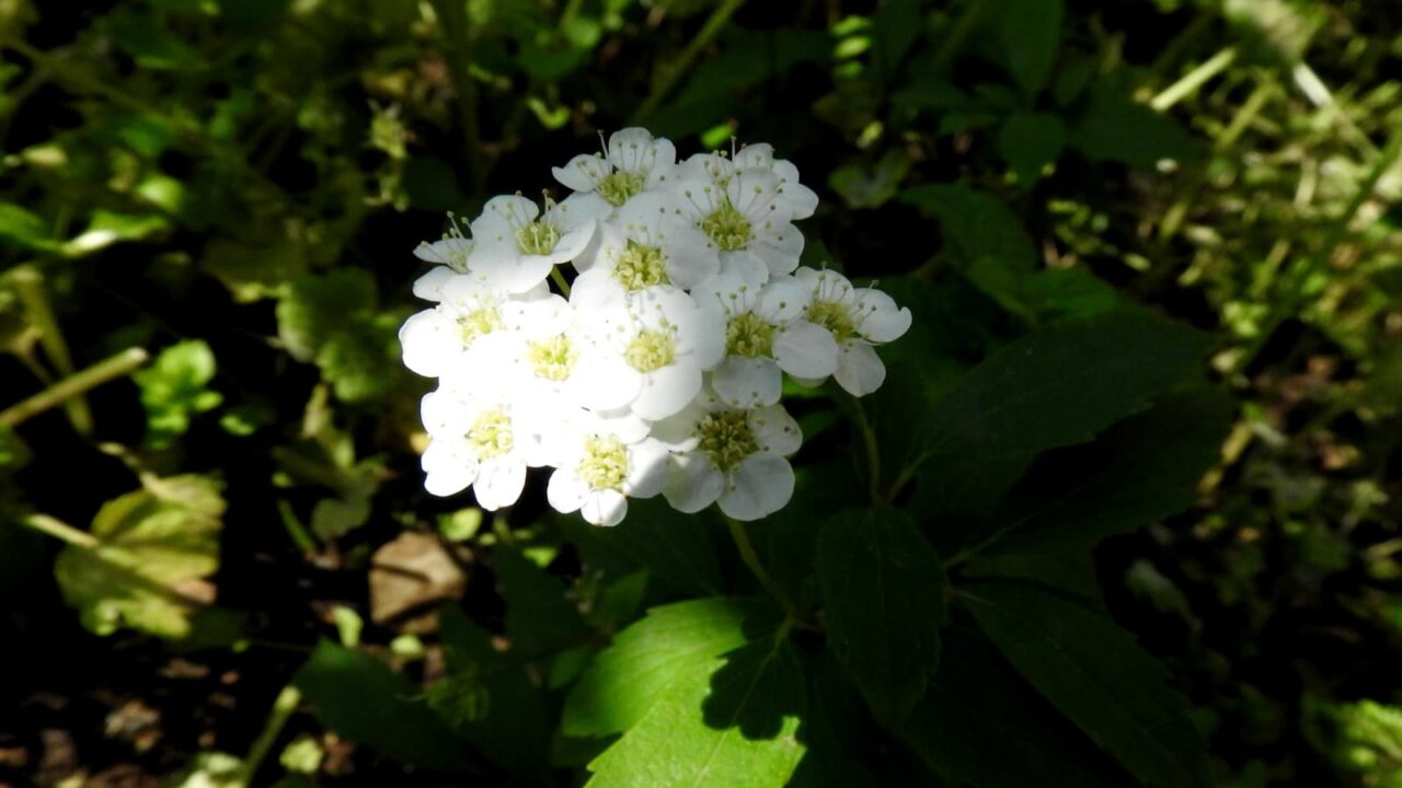 こでまりの花一輪拡大20180420