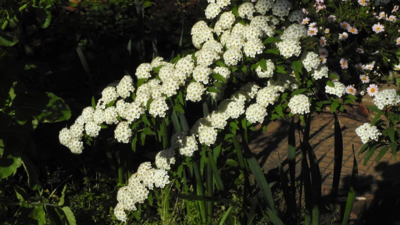 こでまりの花芯の変化20180421-1