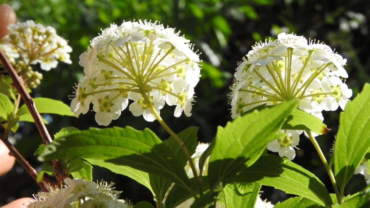 透過光のこでまりの花201804（キャッチ画像）