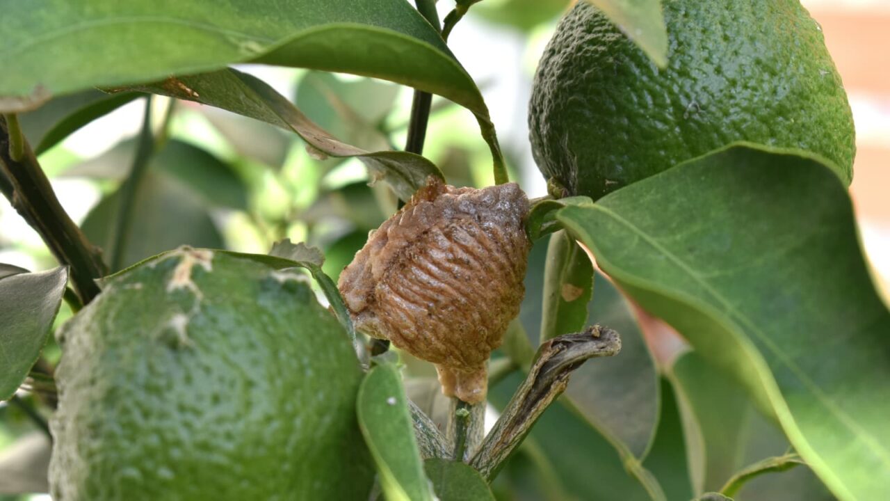 カマキリの卵2019026