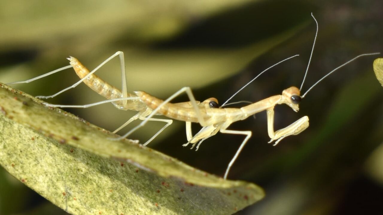 構えはいっぱし子カマキリ202005-2