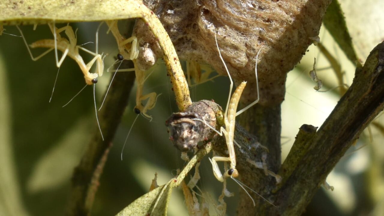 腕が透けて見える子カマキリ202005-3