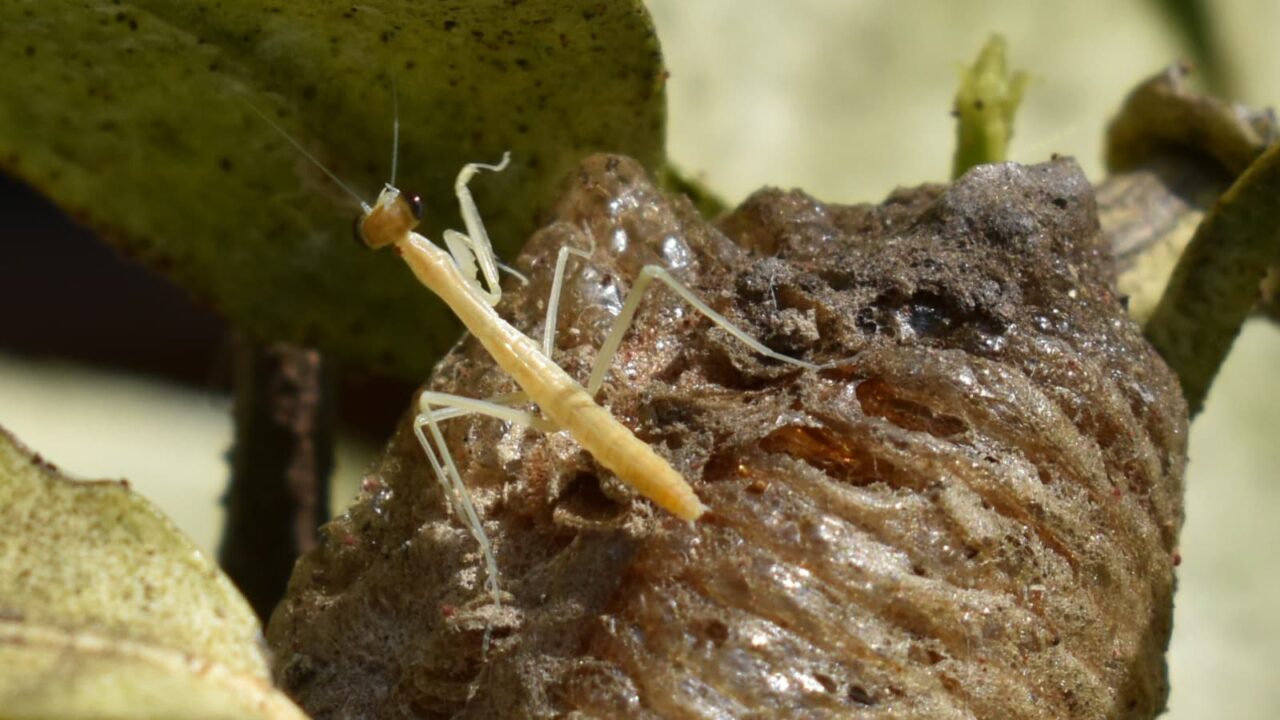ビニールのような子カマキリ202005-4