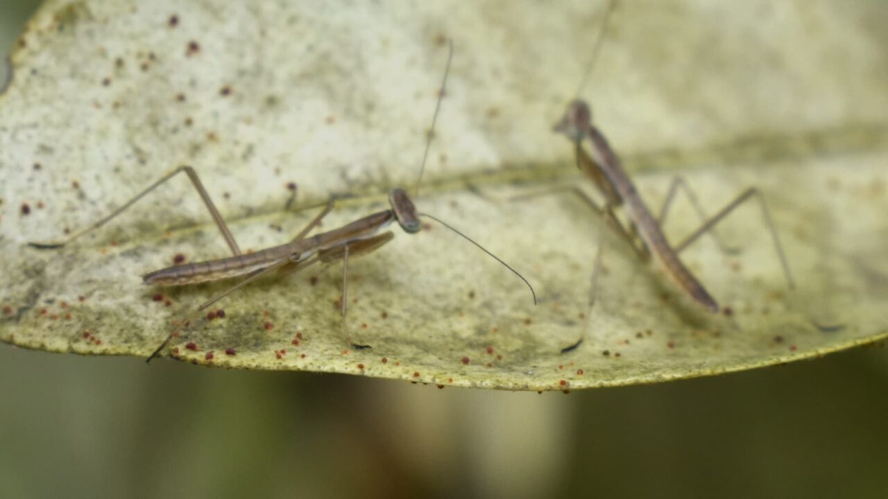 茶化し始めた子カマキリ202005-5