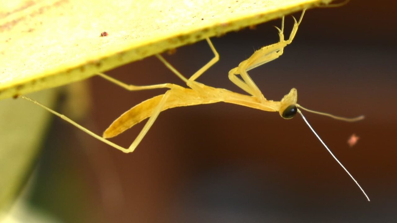 歩き始めた子カマキリ202005-6