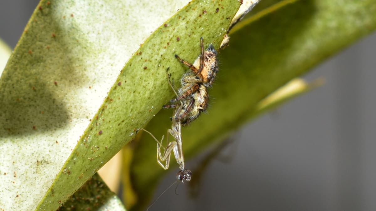 子カマキリを捕獲したネコハエトリ蜘蛛202005（キャッチ画像）