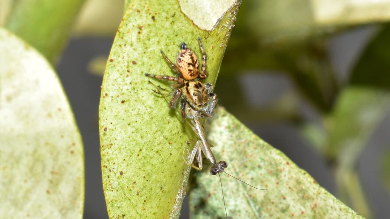 子カマキリを捕獲したネコハエトリ蜘蛛202005-4