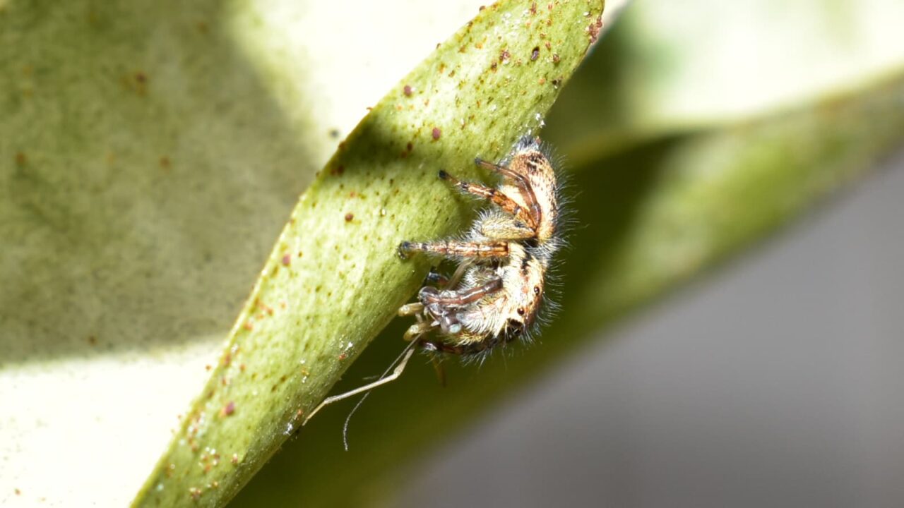 子カマキリを捕食したネコハエトリ蜘蛛202005-5