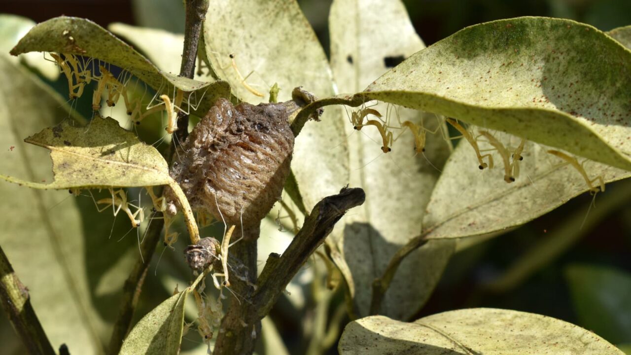 子カマキリたちの群れ写真202005-1