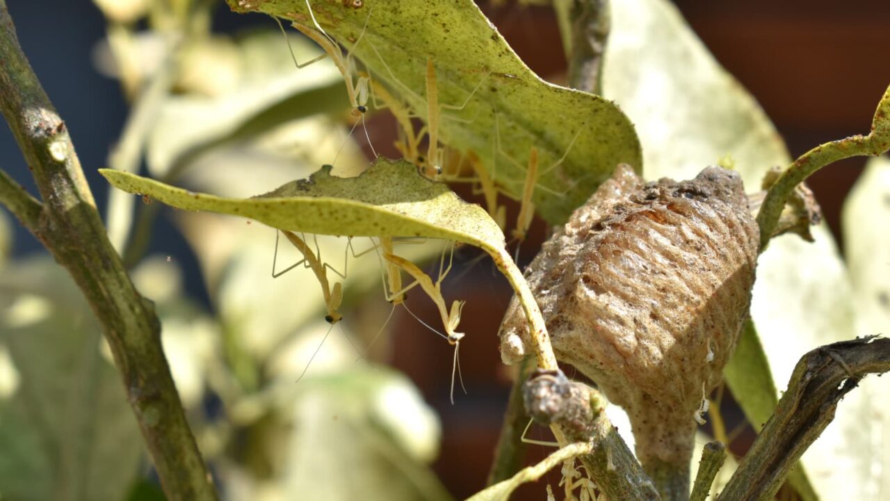 子カマキリたちの群れ写真202005-2
