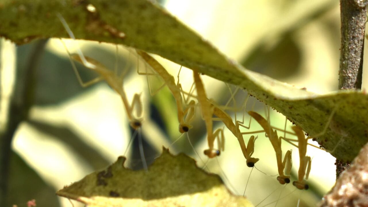 子カマキリたちの群れ写真202005-3