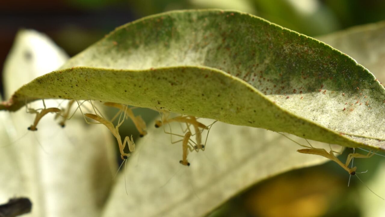 子カマキリたちの群れ写真202005-4