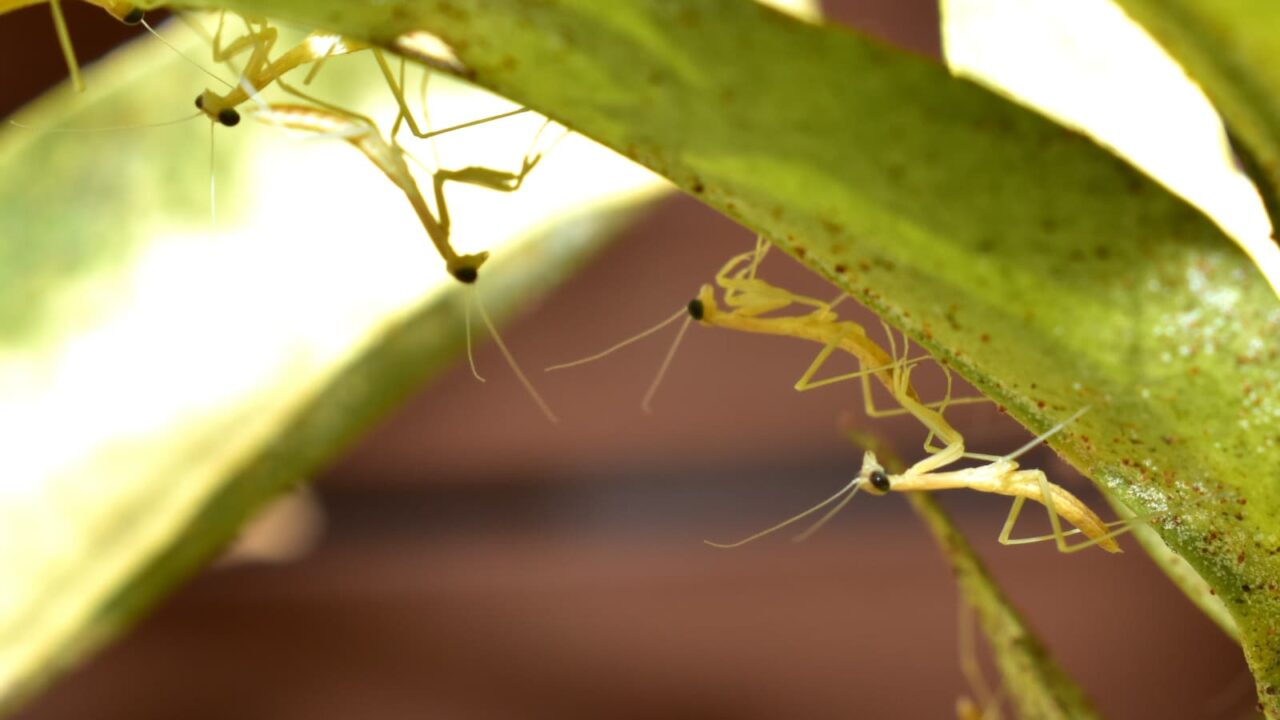 子カマキリたちの群れ写真202005-5
