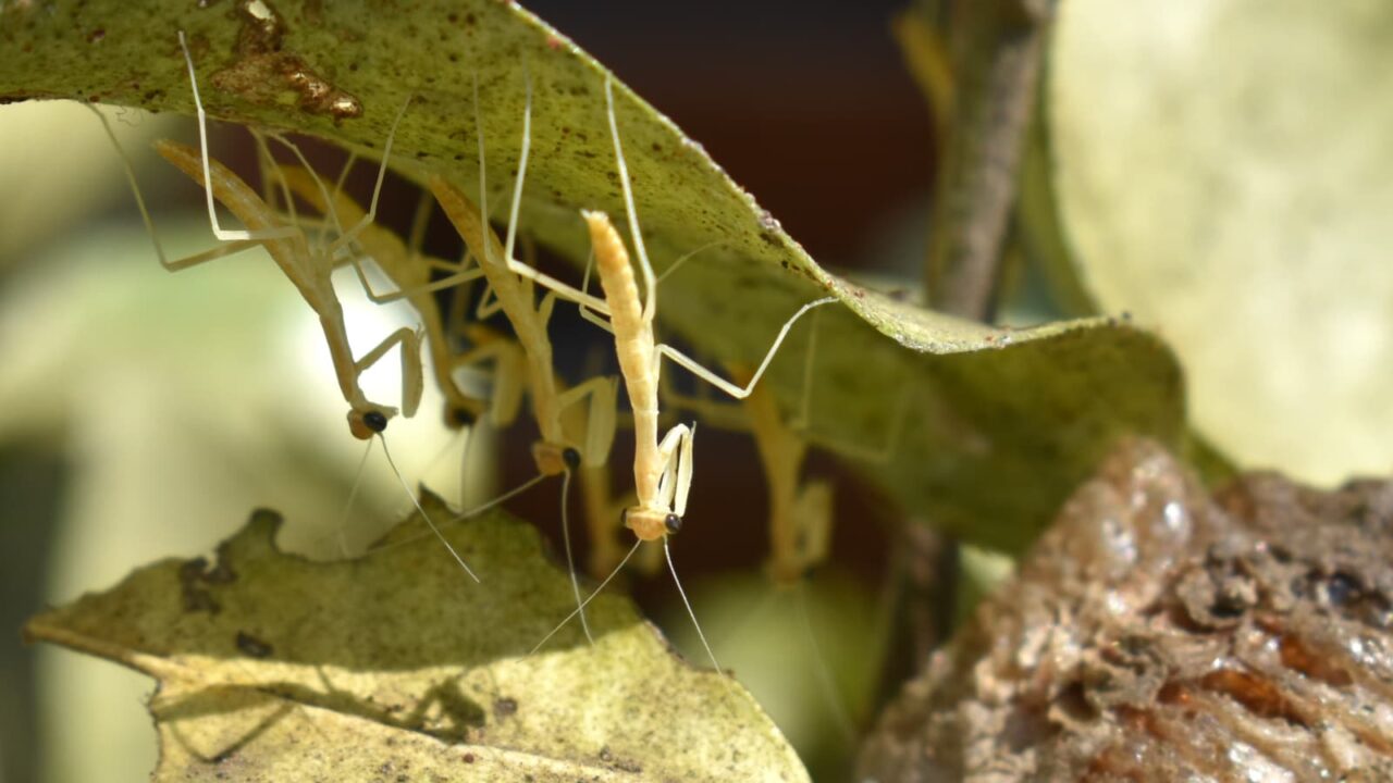 子カマキリたちの群れ写真202005-6