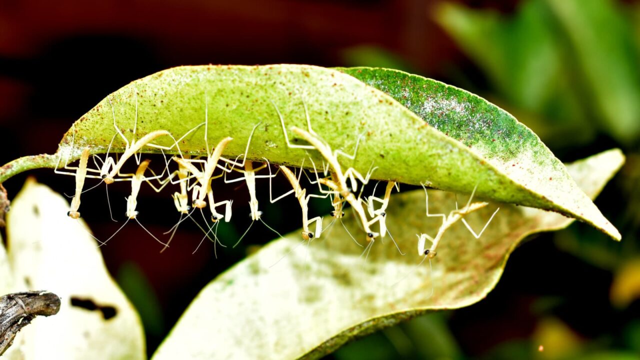 葉裏に群れる孵化直後の子カマキリたち202005-7