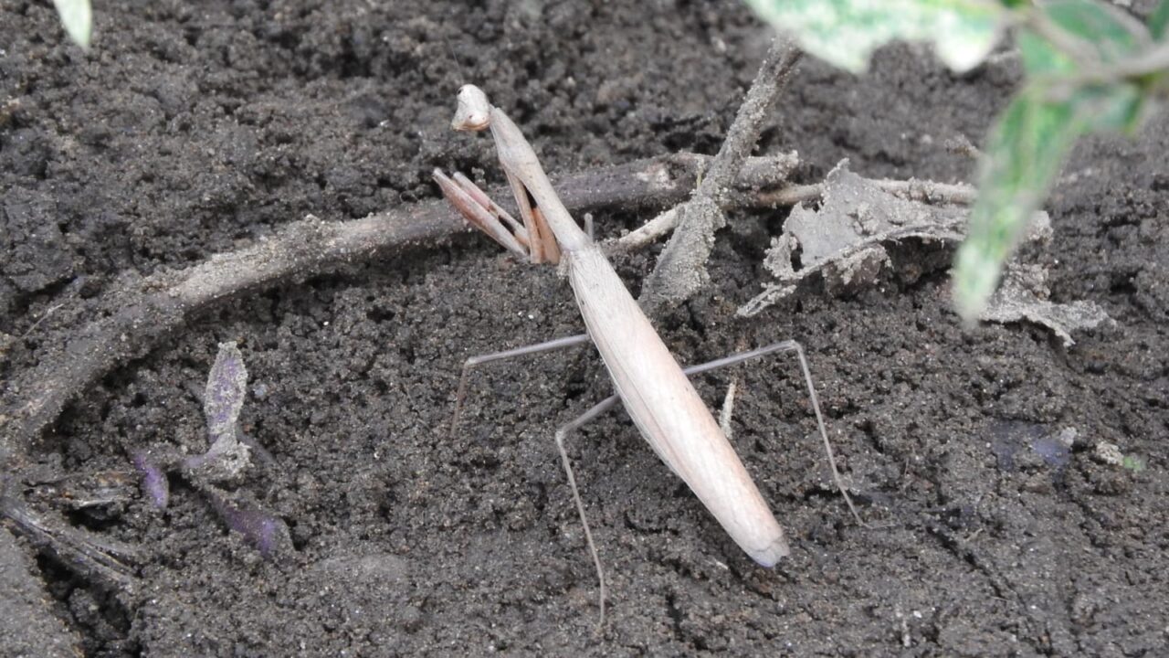 地を歩くコカマキリ20171008-1