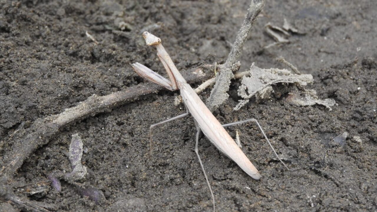 こちらを見上げて警戒するコカマキリ20171008-2